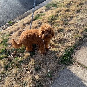 Meet your Posher, Maia